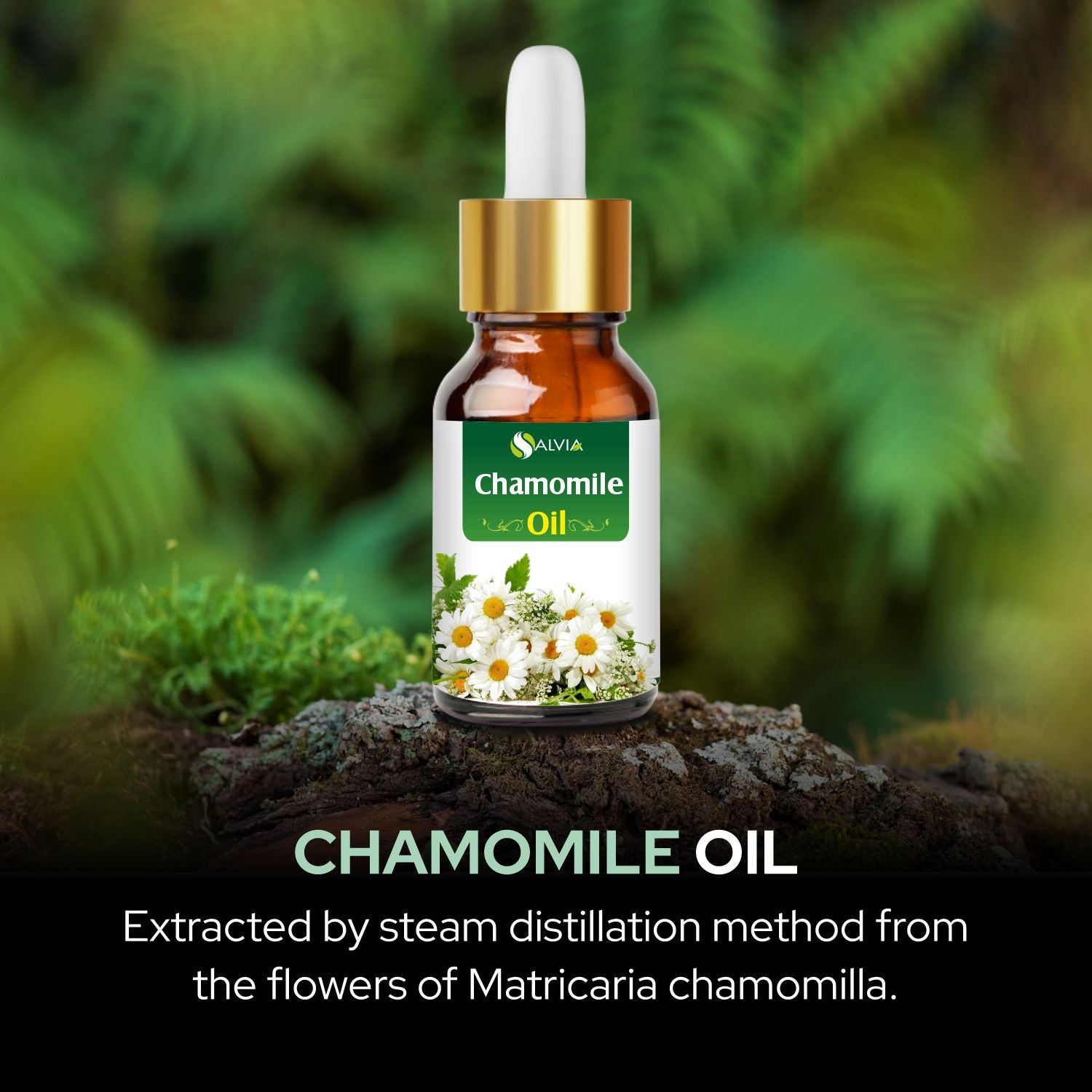 Salvia Natural Essential Oils,Dandruff,Greasy Oil,Anti Fungal,Anti-fungal Oil,Oil for Greasy Hair Chamomile Oil Salvia Natural Essential Oils,Dandruff,Greasy Oil,Anti Fungal,Anti-fungal Oil,Oil for Greasy Hair Chamomile Oil